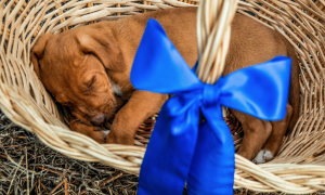 Puppy in a basket